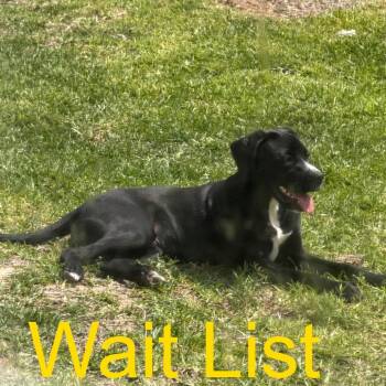 Cash -  Black Labrador Retriever Dog for Adoption in Livingston, Texas - Cash | PetCurious