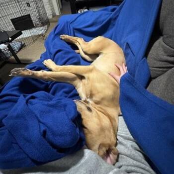 Rescue Mixed Breed Dogs for Adoption in Ithaca, New York - Lola Mae | PetCurious