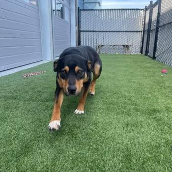 Rottweiler Dogs Available for Adoption in Prineville, Oregon - Tuff | PetCurious