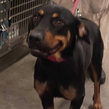 Xena -  Rottweiler Dog for Adoption in Apache Junction, Arizona - Xena | PetCurious