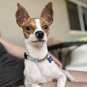 Barney -  Chihuahua Dog for Adoption in Fort Collins, Colorado - Barney | PetCurious