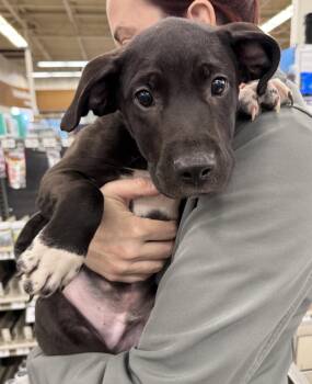 Pit Bull Terrier Dogs Available for Adoption - ANDY | PetCurious