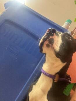 Transformer -  Mixed Breed Dog for Adoption in Cincinnati, Ohio - Transformer | PetCurious