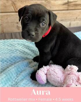 Rescue Rottweiler and Mixed Breed Dogs for Adoption in Boerne, Texas - Aura | PetCurious
