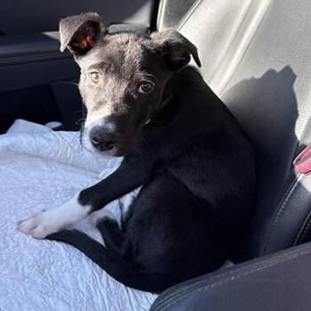 Rescue Retriever Dogs for Adoption in Lake Wylie, South Carolina - Indy | PetCurious