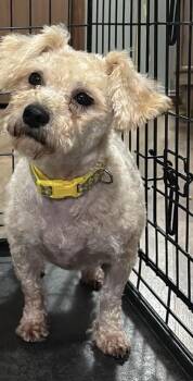 Fannie -  Poodle and Cairn Terrier Dog for Adoption in Paoli, Indiana - Fannie | PetCurious
