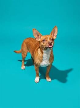 ORGANIC DRIZZLE -  Mixed Breed Dog for Adoption in Jacksonville, Florida - ORGANIC DRIZZLE | PetCurious