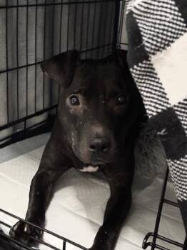 Rescue Pit Bull Terrier and Labrador Retriever Dogs for Adoption in Columbus, Ohio - NYLAH | PetCurious