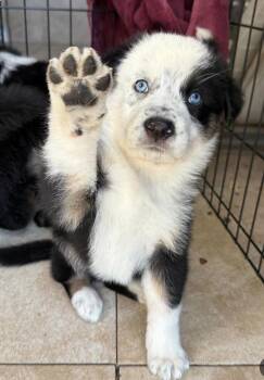 Birdie -  Shepherd and Border Collie Dog for Adoption in Larkfield-wikiup, California - Birdie | PetCurious