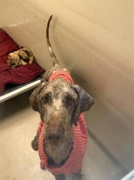 BEAR -  Poodle Dog for Adoption in Kent, Washington - BEAR | PetCurious
