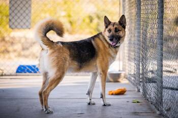 Elvis (Damen) -  German Shepherd Dog Dog for Adoption in Twentynine Palms, California - Elvis (Damen) | PetCurious