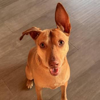 Mixed Breed Dogs Available for Adoption in Oakville, Ontario - Justine | PetCurious