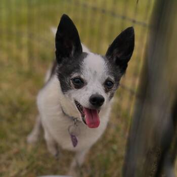 Hunter -  Chihuahua Dog for Adoption in West Falls, New York - Hunter | PetCurious