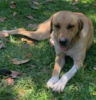 Amy -  Labrador Retriever and Mixed Breed Dog for Adoption in Houston, Texas - Amy | PetCurious