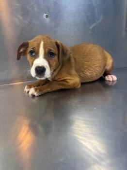 Mixed Breed Dogs Available for Adoption in West Chester, Pennsylvania - Delta - D101-26 | PetCurious