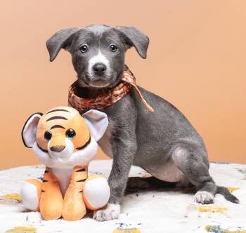 Rescue Pit Bull Terrier Dogs for Adoption in Cookeville, Tennessee - Marisa | PetCurious