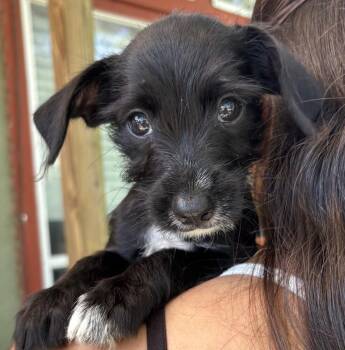 Disney Tiana -  Norwich Terrier and Jack Russell Terrier Dog for Adoption in New Braunfels, Texas - Disney Tiana | PetCurious