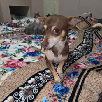 Rosie -  Chihuahua Dog for Adoption in Atlanta, Texas - Rosie | PetCurious