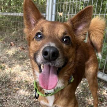 Prince -  Finnish Spitz Dog for Adoption in Bulverde, Texas - Prince | PetCurious