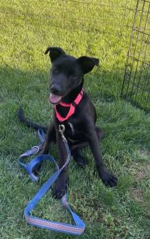 Crystal -  Labrador Retriever and German Shepherd Dog Dog for Adoption in New London, Wisconsin - Crystal | PetCurious
