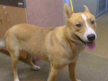 BERNARD -  Australian Cattle Dog Blue Heeler and Siberian Husky Dog Available for Adoption in Sacramento, California - BERNARD | PetCurious