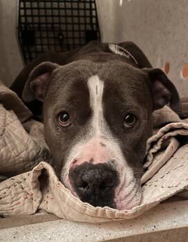 Elena -  American Bully Dog for Adoption in Davis, California - Elena | PetCurious