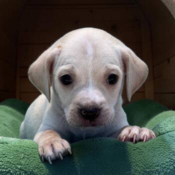 Bloom Pup - Marigold -  Spaniel and Chihuahua Dog for Adoption in San Diego, California - Bloom Pup - Marigold | PetCurious