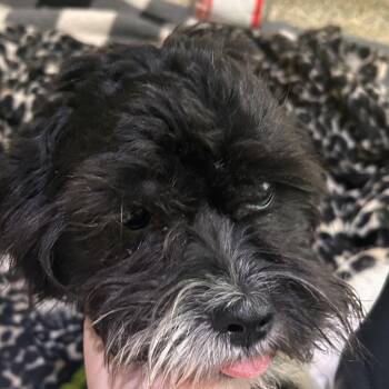 Michelle -  Shih Tzu and Mixed Breed Dog for Adoption in Bedford, New Hampshire - Michelle | PetCurious