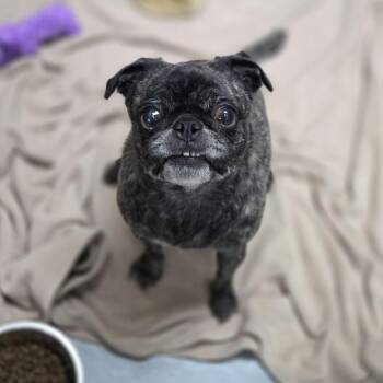 Oregano -  Pug and Mixed Breed Dog for Adoption in Incline Village, Nevada - Oregano | PetCurious