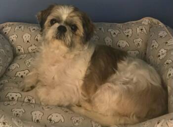 Trixie -  Shih Tzu Dog for Adoption in Johnson City, Tennessee - Trixie | PetCurious
