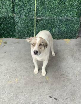 Mixed Breed Dogs Available for Adoption in El Paso, Texas - 60898355 | PetCurious