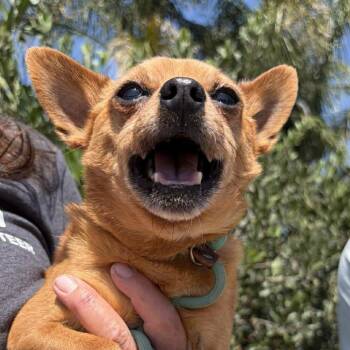 Chihuahua Dogs Available for Adoption in Ramona, California - Jabarkus | PetCurious