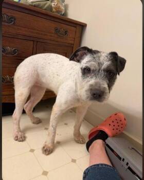 Panda -  Fox Terrier and Mixed Breed Dog for Adoption in Clinton, Missouri - Panda | PetCurious