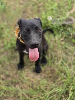 Rescue Mixed Breed Dogs for Adoption in Kempner, Texas - Sugar Plum | PetCurious