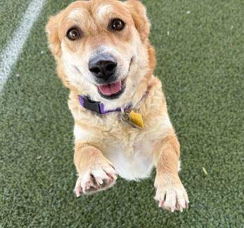 Taylor -  Corgi Dog Available for Adoption in Canutillo, Texas - Taylor | PetCurious