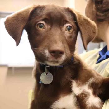 Kane -  Mixed Breed Dog for Adoption in Port Washington, New York - Kane | PetCurious