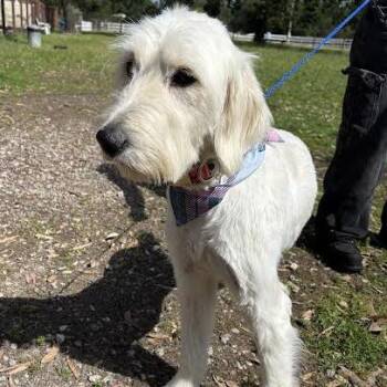 Poodle and Labrador Retriever Dogs Available for Adoption in Sonoma, California - Lottie | PetCurious