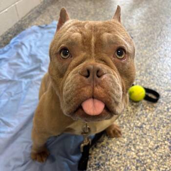 Mixed Breed Dogs Available for Adoption - Rhubarb | PetCurious