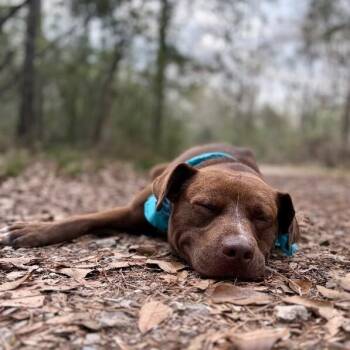 Chocolate Labrador Retriever and Pit Bull Terrier Dogs Available for Adoption - Bourbon Baby The Mini Chocolate Sweetheart | PetCurious