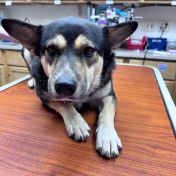 Patsy -  Mixed Breed Dog for Adoption in Bismarck, North Dakota - Patsy | PetCurious