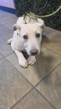 61234994 -  Labrador Retriever and Mixed Breed Dog for Adoption in El Paso, Texas - 61234994 | PetCurious