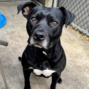 Pit Bull Terrier Dogs Available for Adoption in Northbrook, Illinois - Ada | PetCurious