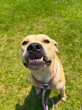 Finn -  Labrador Retriever and Terrier Dog for Adoption in New Bern, North Carolina - Finn | PetCurious
