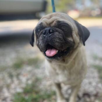 Otis -  Pug Dog for Adoption in Valley, Alabama - Otis | PetCurious