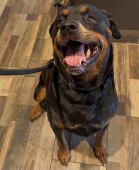 Rottweiler Dogs Available for Adoption in Osseo, Michigan - Bubba | PetCurious