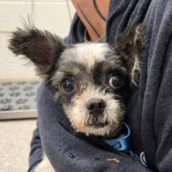 Shih Tzu and Mixed Breed Dogs Available for Adoption in Rockville, Maryland - Mama Bear | PetCurious