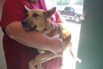 Rescue Shepherd and Mixed Breed Dogs for Adoption in Weatherford, Texas - Nate | PetCurious