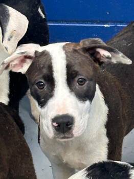 Draco (Dx5) -  Terrier Dog Available for Adoption in Hartsville, South Carolina - Draco (Dx5) | PetCurious