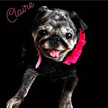 Rescue Pug Dogs for Adoption in Alvin, Texas - Claire | PetCurious