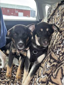 German Shepherd Dog and Labrador Retriever Dogs Available for Adoption - Six | PetCurious